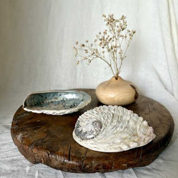 Coquille d'ormeau pour le nettoyage spirituel
